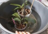 Lai ziedi būtu cauru gadu: 3 veidi, kā pareizi laistīt orhidejas