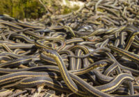 Šo 3 Zodiaka zīmju sievietes visbiežāk mēdz būt ir īstas čūskas Šo 3 Zodiaka zīmju sievietes visbiežāk mēdz būt ir īstas čūskas